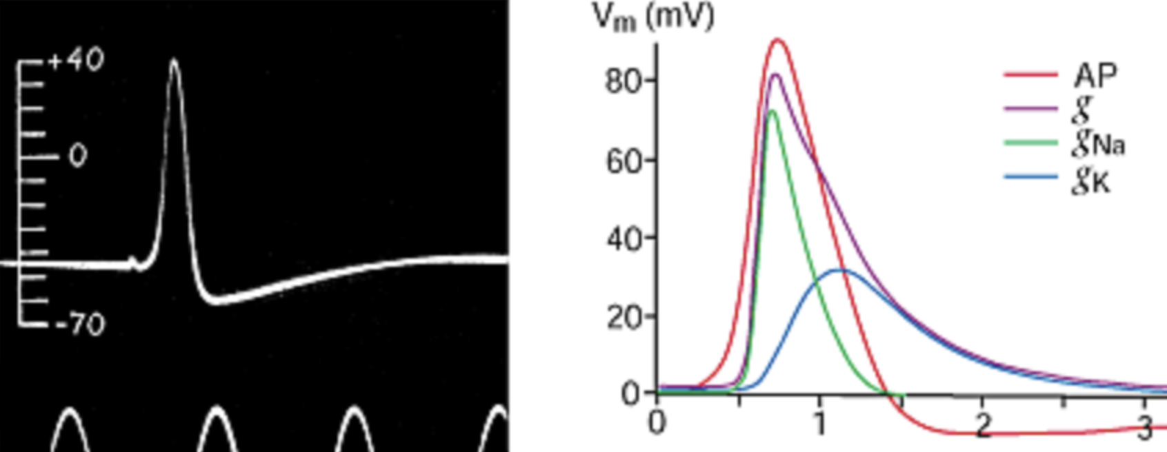 Computational Study of Neural Action Potentials Using the Hodgkin-Huxley Model